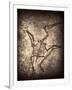 Pterodactylus Kochi-Clive Nolan-Framed Photographic Print