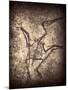 Pterodactylus Kochi-Clive Nolan-Mounted Photographic Print