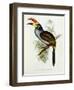 Pteroglossus Hypoglaucus from 'Tropical Birds'-John Gould-Framed Giclee Print