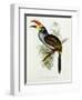 Pteroglossus Hypoglaucus from 'Tropical Birds'-John Gould-Framed Giclee Print