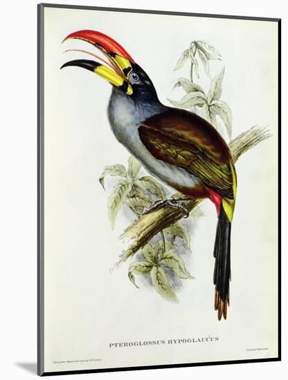 Pteroglossus Hypoglaucus from 'Tropical Birds'-John Gould-Mounted Giclee Print