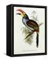 Pteroglossus Hypoglaucus from 'Tropical Birds'-John Gould-Framed Stretched Canvas