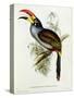 Pteroglossus Hypoglaucus from 'Tropical Birds'-John Gould-Stretched Canvas