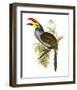 Pteroglossus Hypoglaucus-Aaron Ashley-Framed Art Print