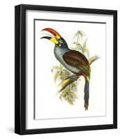 Pteroglossus Hypoglaucus-Aaron Ashley-Framed Art Print