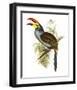 Pteroglossus Hypoglaucus-Aaron Ashley-Framed Art Print