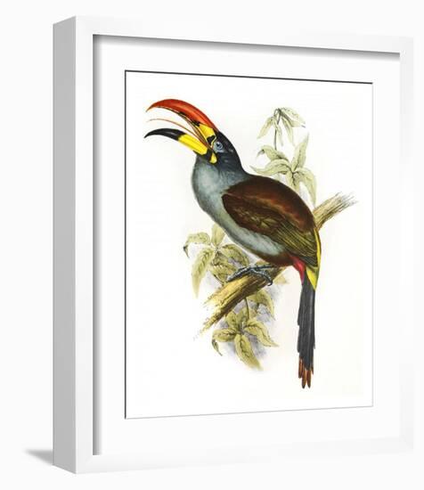 Pteroglossus Hypoglaucus-Aaron Ashley-Framed Art Print