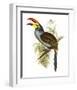 Pteroglossus Hypoglaucus-Aaron Ashley-Framed Art Print