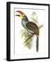 Pteroglossus Hypoglaucus-Aaron Ashley-Framed Art Print