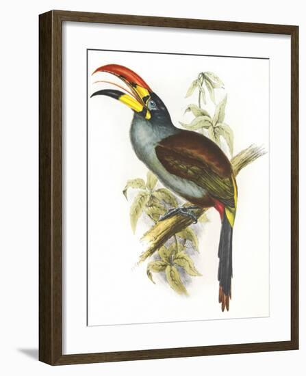 Pteroglossus Hypoglaucus-Aaron Ashley-Framed Art Print