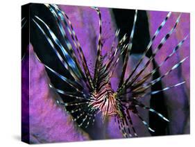 Pterois Volitans Fish-Andrea Ferrari-Stretched Canvas