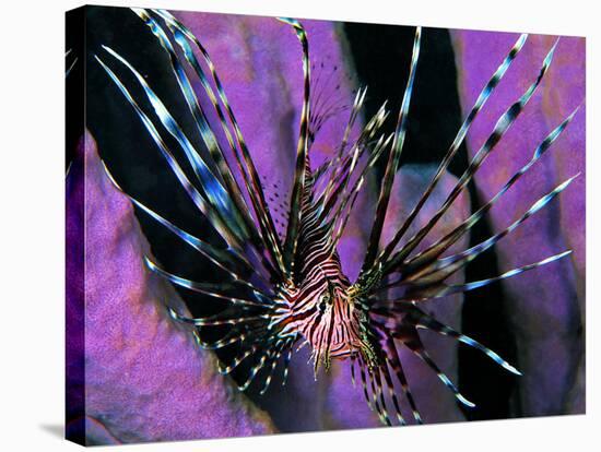 Pterois Volitans Fish-Andrea Ferrari-Stretched Canvas