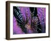 Pterois Volitans Fish-Andrea Ferrari-Framed Photographic Print