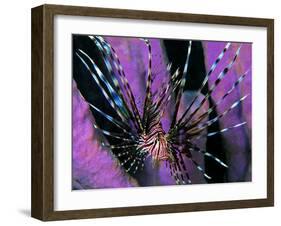 Pterois Volitans Fish-Andrea Ferrari-Framed Photographic Print