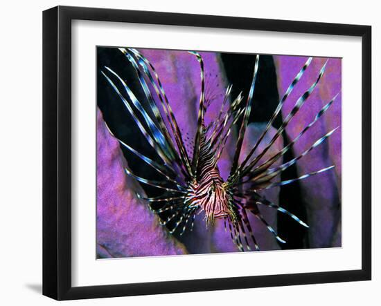 Pterois Volitans Fish-Andrea Ferrari-Framed Photographic Print