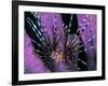 Pterois Volitans Fish-Andrea Ferrari-Framed Photographic Print