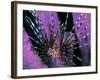 Pterois Volitans Fish-Andrea Ferrari-Framed Photographic Print