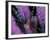 Pterois Volitans Fish-Andrea Ferrari-Framed Photographic Print