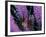 Pterois Volitans Fish-Andrea Ferrari-Framed Photographic Print