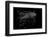 Pterois Volitans (Red Lionfish)-Paul Starosta-Framed Photographic Print