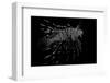 Pterois Volitans (Red Lionfish)-Paul Starosta-Framed Photographic Print