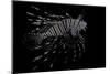 Pterois Volitans (Red Lionfish)-Paul Starosta-Mounted Photographic Print