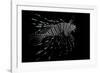 Pterois Volitans (Red Lionfish)-Paul Starosta-Framed Photographic Print