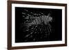 Pterois Volitans (Red Lionfish)-Paul Starosta-Framed Photographic Print