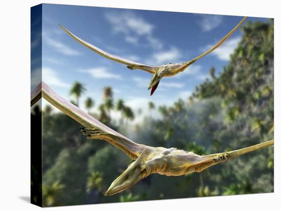 Pterosaurs Flying, Computer Artwork-Roger Harris-Stretched Canvas
