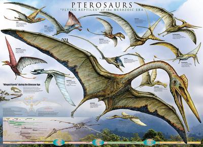 Pterosaur Reptiles - A Collection Of Various Pterosaur Reptiles From  Different Prehistoric Periods Of Earth's History. Stock Photo, Picture and  Royalty Free Image. Image 76049558.