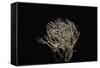 Pterula Multifida (Angel Hair Coral)-Paul Starosta-Framed Stretched Canvas