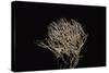 Pterula Multifida (Angel Hair Coral)-Paul Starosta-Stretched Canvas
