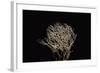 Pterula Multifida (Angel Hair Coral)-Paul Starosta-Framed Photographic Print