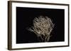 Pterula Multifida (Angel Hair Coral)-Paul Starosta-Framed Photographic Print