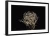 Pterula Multifida (Angel Hair Coral)-Paul Starosta-Framed Photographic Print