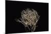 Pterula Multifida (Angel Hair Coral)-Paul Starosta-Mounted Photographic Print