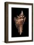 Pterynotus Acanthopterus-Paul Starosta-Framed Photographic Print