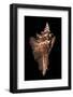 Pterynotus Acanthopterus-Paul Starosta-Framed Photographic Print