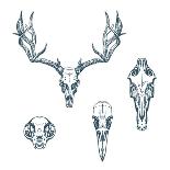 Animal Scull Set Deer Horse Cat Crow-Ptich-ya-Stretched Canvas