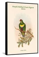 Ptilopus Bellus - Purple-Bellied Fruit-Pigeon - Dove-John Gould-Framed Stretched Canvas