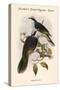 Ptilopus Fischeri - Fischer's Fruit-Pigeon - Dove-John Gould-Stretched Canvas