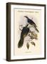 Ptilopus Fischeri - Fischer's Fruit-Pigeon - Dove-John Gould-Framed Art Print