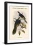 Ptilopus Fischeri - Fischer's Fruit-Pigeon - Dove-John Gould-Framed Art Print