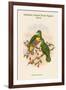 Ptilopus Solomonensis - Solomon Island Fruit-Pigeon - Dove-John Gould-Framed Art Print