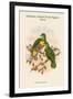 Ptilopus Solomonensis - Solomon Island Fruit-Pigeon - Dove-John Gould-Framed Art Print