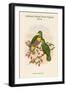 Ptilopus Solomonensis - Solomon Island Fruit-Pigeon - Dove-John Gould-Framed Art Print