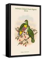 Ptilopus Solomonensis - Solomon Island Fruit-Pigeon - Dove-John Gould-Framed Stretched Canvas
