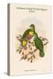 Ptilopus Solomonensis - Solomon Island Fruit-Pigeon - Dove-John Gould-Stretched Canvas