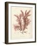 Ptilota plumosa-Henry Bradbury-Framed Giclee Print