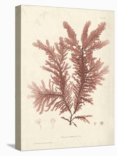 Ptilota plumosa-Henry Bradbury-Stretched Canvas